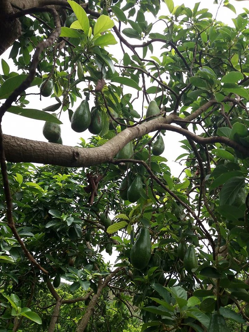 Đây[-]quả[-]là[-]một[-]cây[-]bơ[-]cổ[-]thụ,[-]nằm[-]giữa[-]mảnh[-]vườn,[-]tán[-]rộng[-]bao[-]trùm[-][-]như[-]một[-]“bóng[-]cây[-]cơ[-]nia”,[-]thân[-]chừng[-]hai[-]người[-]ôm[-]mới[-]hết,[-]trên[-]cây[-]có[-]đầy[-]quả,[-]đủ[-]các[-]cỡ[-]to,[-]nhỏ[-]hàng[-]năm[-]vào[-]dịp[-]Tết[-]mang[-]lại[-]cho[-]chủ[-]nguồn[-]thu[-]khá[-]lớn.